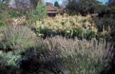Garden, Gardens, herb, herbs, herb garden, Herb gardens, vegetable garden, Vegetable gardens, Corn, lavender, lavandula, sweet corn, sweetcorn, maize, mealy, mealies, IS47,