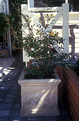 Pot, pots, potted, garden pot, garden pots, IS47,