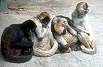 Animal, animals, monkey, monkeys.