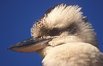 Animal, Animals, Bird, Birds, Dacelo gigas, gigas, Australian, Australian bird, Australian birds, Kookaburra, Kookaburras, Laughing, Laughing kookaburra, Laughing kookaburras, Jackass, Laughing jackass, Dacelo, Dacelo novaeguineae, novaeguinea, Halycyonidae, Kingfisher, kingfishers, Forest kingfisher, forest kingfishers, Coraciiformes.