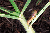 Insect, insects, pest, pests, plant pest, plant pests, caterpillar, caterpillars, larvae, armyworm, army worms, lawn, insect, insects, lawn armyworm, lawn armyworms, lawn, lawns.