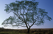 Australia, New South Wales, Gloucester, tree, trees, bucketts, Bucketts Mountains, barrington tops, great dividing range, World Heritage site, World heritage sites.