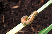 Insect, insects, pest, pests, plant pest, plant pests, caterpillar, caterpillars, larvae, armyworm, army worms, lawn, insect, insects, lawn armyworm, lawn armyworms, lawn, lawns.