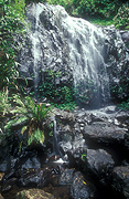 Australia, qld, queensland, waterfall, waterfalls, rainforest, rainforests, forest, forests, water, running water, poondahra, poondahra falls, springbrook, great dividing range, great dividing range, springbrook np, springbrook national park, national park, national parks, fern, ferns.