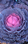 Vegetable, vegetables, Cruciferae, Brassica, cabbage, cabbages, ornamental cabbage, ornamental cabbages, DF49,