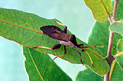 Insect, insects, bug, bugs, crusader, crusader bug, crusader bugs, holy cross, holy cross bug, holy cross bugs, nymph, nymphs, pest, pests, plant pest, plant pests.