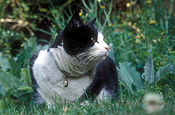 Animal, animals, felis, felis catus, feline, felines, mammal, mammals, placental mammal, placental mammals, cat, cats, carnivore, carnivores, carnivora, felidae, pet, pets, domestic animal, domestic animals, domestic cat, domestic cats, collar, collars, bell, bells, lawn, lawns, Australia, Sport pictures, Sports, balloon images, hot air balloons