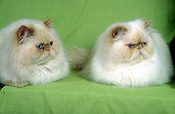 Animal, animals, felis, felis catus, feline, felines, mammal, mammals, placental mammal, placental mammals, cat, cats, carnivore, carnivores, carnivora, felidae, pet, pets, domestic animal, domestic animals, domestic cat, domestic cats, kitten, kittens, baby animal, baby animals, young animal, young animals, cute animal, cute animals, persian, persians, persian cat, persian cats, Australia, Sport pictures, Sports, balloon images, hot air balloons