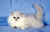 Animal, animals, felis, felis catus, feline, felines, mammal, mammals, placental mammal, placental mammals, cat, cats, carnivore, carnivores, carnivora, felidae, pet, pets, domestic animal, domestic animals, domestic cat, domestic cats, kitten, kittens, baby animal, baby animals, white, young animal, young animals, cute animal, cute animals, chinchilla, chinchillas, chinchilla cat, chinchilla cats, scratching post, scratching posts, scratching pole, scratching poles, Australia, Sport pictures, Sports, balloon images, hot air balloons
