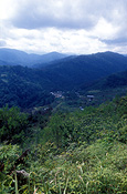 Png, papua new guinea, new guinea, efogi, forest, forests, jungle, jungles, mountain, mountains, range, ranges, mountain range, mountain ranges.