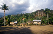 Papua new guinea, new guinea, house, houses, housing, hut, huts, central province, palm, palms, palm tree, palm trees, jungle, jungles, tree, trees.