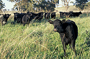 Australia, Farming, Farmland, farm, farms, Agriculture, animal, animals, cattle, meat industry, meat trade, cow, cows, livestock, agriculture, Hunter Valley, NSW, New South Wales, rural, rural scene, rural scenes.
