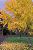 Autumn, Autumn leaves, leaves, lawn, lawns, autumn scene, autumn scenes, autumn foliage, autumn tones, tree, trees, road, roads, sealed road, sealed roads, street, streets, suburban street, suburban, suburban streets, Canberra, great dividing range, ACT, Australian Capital Territory, Australia.