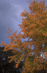 Australia, tree, trees, autumn, autumn foliage, autumn scene, autumn scenes.