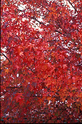 Australia, tree, trees, autumn, autumn foliage, autumn scene, autumn scenes, Canberra, great dividing range, act, australian capital territory, australia.
