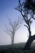 Farming, Farmland, farm, farms, Tree, Trees, silhouette, silhouettes, rural, rural scene, rural scenes, mist, morning mist, misty, merriwa district, NSW, New South Wales, australia.