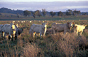 Farming, Farmland, farm, farms, animal, animals, cattle, meat industry, meat trade, cow, cows, livestock, agriculture, NSW, New South Wales, rural, rural scene, rural scenes.