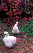 Chicken, Chickens, Animal, Animals, Bird, birds, pet, pets, fowl, silky, chinese silky chicken, chinese silky chickens, chinese silkie chicken, chinese silkie chickens, silkie chicken, silkie chickens, hen, hens, poultry, australia, farm, farms, farming, phasianidae.