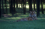 Animal, Animals, Cat, Cats, tiger, tigers, mammal, mammals, placental mammal, placental mammals, carnivore, carnivores, felidae, Sumatran tiger, sumatran tigers, Zoo, Zoos, Dubbo, Western Plains Zoo, NSW, New South Wales, Australia, wild cat, wild cats, wildlife, sumatran, panthera tigris, panthera tigris sumatrae.