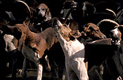 Animal, Animals, bracke, bracke dog, bracke dogs, deutsche, deutsche bracke, Dog, Dogs, hunting dog, hunting dogs, hunting hound, hunting hounds, hound, hounds, hunting hound, hunting hounds, hunt, hunts, hunting, Sport pictures, Sports, blood sport, blood sports, France, French, pack of dogs, packs of dogs, Europe, The Loire, TL29,