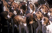 Animal, Animals, bracke, bracke dog, bracke dogs, deutsche, deutsche bracke, Dog, Dogs, domestic, hunting dog, hunting dogs, hunting hound, hunting hounds, hound, hounds, hunting hound, hunting hounds, hunt, hunts, hunting, Sport pictures, Sports, blood sport, blood sports, France, French, pack of dogs, packs of dogs, Europe, The Loire, TL29,