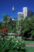 NSW, New South Wales, australia, sydney, garden, gardens, botanical gardens, tower, towers, centrepoint, park, parks, centrepoint tower, highrise, high rise, highrise building, highrise buildings, high rise building, high rise buildings, building, buildings, FF25,