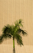 Hong Kong, Hong Kong Museum of art, art, museum, museums, palm, palm tree, palm trees, tree, trees, FF25,