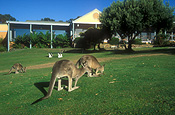 Animal, Animals, Australian animal, Australian animals, mammal, mammals, marsupial, marsupials, macropod, macropods, kangaroo, kangaroos, Angelsea, Golf, Angelsea Golf Club, golf course, golf courses, course, courses, Vic, Victoria, Australia, FF25,