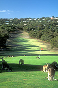 Animal, Animals, Australian animal, Australian animals, mammal, mammals, marsupial, marsupials, macropod, macropods, kangaroo, kangaroos, Angelsea, Golf, Angelsea Golf Club, golf course, golf courses, course, courses, Vic, Victoria, Australia, FF25,