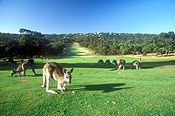 Animal, Animals, Australian animal, Australian animals, mammal, mammals, marsupial, marsupials, macropod, macropods, kangaroo, kangaroos, Angelsea, Golf, Angelsea Golf Club, golf course, golf courses, course, courses, Vic, Victoria, Australia, FF25,