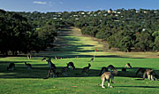 Animal, Animals, Australian animal, Australian animals, mammal, mammals, marsupial, marsupials, macropod, macropods, kangaroo, kangaroos, graze, grazing, Angelsea, Golf, Angelsea Golf Club, golf course, golf courses, Angelsea golf course, Vic, Victoria, Australia, FF25,