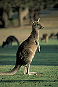 Animal, Animals, Australian animal, Australian animals, mammal, mammals, marsupial, marsupials, macropod, macropods, kangaroo, kangaroos, Angelsea, Angelsea Golf Club, Vic, Victoria, Australia, FF25,