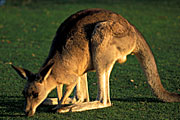 Animal, Animals, Australian animal, Australian animals, mammal, mammals, marsupial, marsupials, macropod, macropods, kangaroo, kangaroos, Angelsea, graze, grazing, Angelsea Golf Club, Vic, Victoria, Australia, FF25,