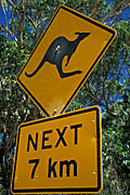 Sign, Signs, roadsign, roadsigns, road sign, road signs, kangaroo, kangaroos, warning sign, warning signs, australia, FF25,