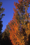 Canada, british columbia, tree, trees, autumn, autumn foliage, autumn scene, autumn scenes, poplar, poplars, poplar tree, poplar trees, populus.