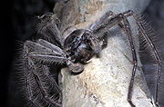 Spider, Spiders, sydney huntsman, arachnida, araneae, heteropodidae, invertebrate, invertebrates, arthropod, arthropods, Arachnid, Arachnids, Huntsman, Huntsmans, huntsman spider, Huntsman spiders, sydney huntsman spider, sydney huntsman spiders, sydney huntsman, sydney huntsman, Isopoda, Isopoda immanis, immanis, australia, Olios, Araneae, Arachnida.