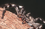 Spider, Spiders, sydney huntsman, arachnida, araneae, heteropodidae, invertebrate, invertebrates, arthropod, arthropods, Arachnid, Arachnids, Huntsman, Huntsmans, huntsman spider, Huntsman spiders, sydney huntsman spider, sydney huntsman spiders, sydney huntsman, sydney huntsman, Isopoda, Isopoda immanis, immanis, australia, Olios, Araneae, Arachnida.