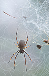 Arachnid, Arachnids, spider, spiders, orb weaver, orb weavers, orb weaver spiders, orb weaving spiders, orb-weaver spider, orb-weaver spiders, Nephila, orb-weaver, orb-weavers, Araneae, Arachnida, golden orb-weaver, golden orb-weavers, golden orb weaver, golden orb weavers.