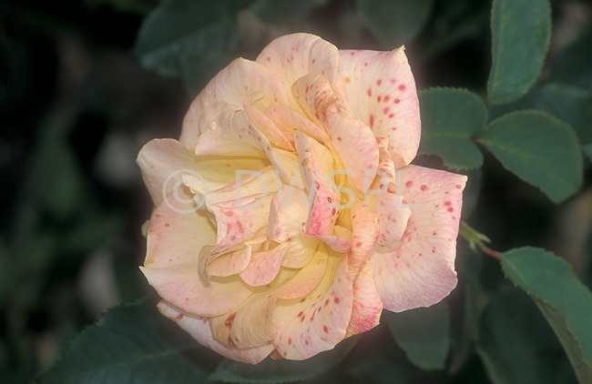 Why Are My Rose Flowers Turning Brown? - Botrytis cinerea (Grey