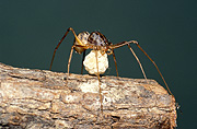 Spiders, Arachnids, Arachnida, Araneae, spitting spider, spitting spiders, European spitting spiders, Scytodes thoracica, eggs.