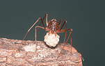 Spiders, Arachnids, Arachnida, Araneae, spitting spider, spitting spiders, European spitting spiders, Scytodes thoracica, eggs.
