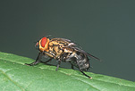 Insect, Insects, Arthropod, Arthropods, insecta, flies, fly, flesh fly, flesh flies, Tricholioproctia, sarcophagidae, diptera.