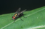 Insect, Insects, Arthropod, Arthropods, insecta, flies, fly, Blowfly, blowflies, blow fly, blow flies, Lucilia, diptera.