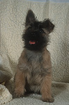 Animal, Animals, dog, dogs, mammal, mammals, placental mammal, placental mammals, carnivore, carnivores, pet, pets, domestic animal, domestic animals, domestic dog, domestic dogs, terrier, terriers, terrier dog, terrier dogs, cairn terrier, cairn terriers, cairn terrier dog, cairn terrier dogs, puppy, puppies, young animal, young animals, baby animal, baby animals, cute animal, cute animals, Australia, Sport pictures, Sports, balloon images, hot air balloons
