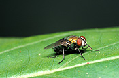 Insect, Insects, Arthropod, Arthropods, insecta, flies, fly, Blowfly, blowflies, Lucilia, diptera.