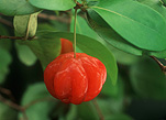 MATURE TROPICAL FRUIT BRAZILIAN CHERRY GROWING ON TREE, EUGENIA