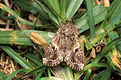 Insect, insects, pest, pests, plant pest, plant pests, armyworm, armyworms, Spodoptera, mauritia, Spodoptera mauritia, MAURITIA, Noctuidae, larvae, kikuyu grass, lawn, lawns, kikuyu, grass.