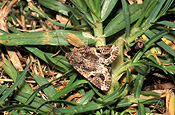 Insect, insects, pest, pests, plant pest, plant pests, armyworm, armyworms, Spodoptera, mauritia, Spodoptera mauritia, Noctuidae, larvae, kikuyu grass, lawn, lawns, kikuyu, grass.