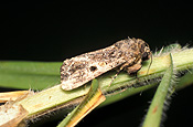 Insect, insects, pest, pests, plant pest, plant pests, armyworm, armyworms, Spodoptera, mauritia, Spodoptera mauritia, Noctuidae, larvae, kikuyu grass, lawn, lawns, kikuyu.
