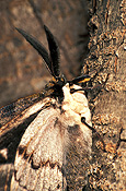 Insect, Insects, lepidoptera, Arthropod, Arthropods, insecta, larva, larvae, Caterpillar, Caterpillars, moth, moths, gum moth, gum moths, white-stemmed, white-stemmed gum moth, white-stemmed gum moths, chelepteryx, collesi, chelepteryx collesi, whitestemmed, white stemmed, white stemmed gum moth, white stemmed gum moths.
